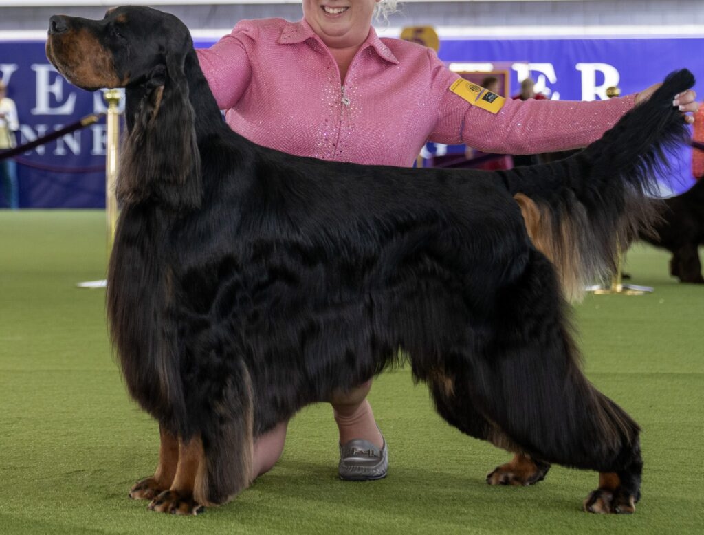 A groomed Gordon Setter with a shiny black and tan coat is being shown by a handler in a pink jacket at a dog show.
