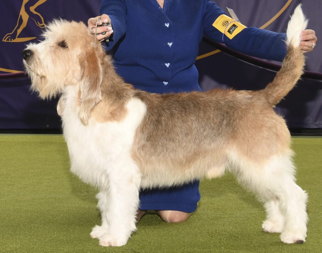 A dog with a rough, tan and white coat stands on a green surface, held in position by a handler wearing a blue outfit.