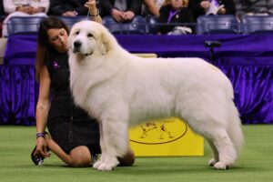 A handler kneels beside a large, white Great Pyrenees dog in a show ring, with a purple and yellow display in the background.