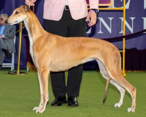 A fawn-colored Greyhound stands on a green carpet next to a handler in formal attire at a dog show.