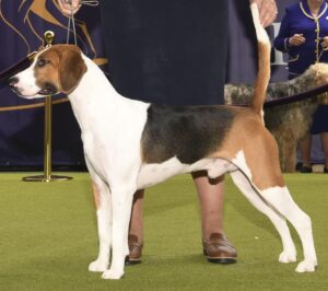A tricolor dog with a white, black, and brown coat stands alert on a green carpet at a dog show, held on a leash by a person.