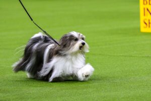 A long-haired dog on a leash trots across a green indoor show ring.