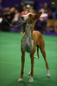 A tan and white dog with large ears stands alert on a green floor, held by a thin leash, with people blurred in the background.