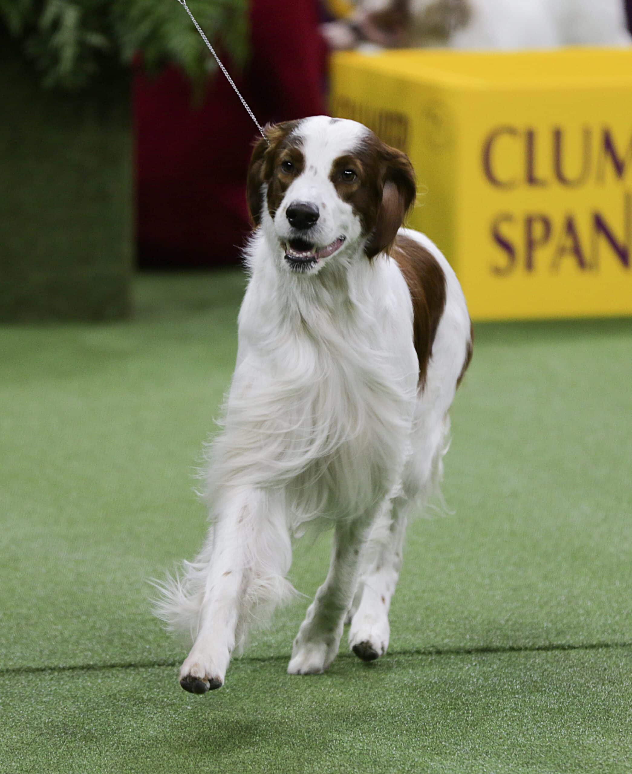 Irish Red and White Setter - The Westminster Kennel Club, image size:2090x2560