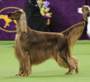 Irish Setter with a long, shiny reddish-brown coat stands on green turf at a dog show, with a purple and yellow backdrop and floral decoration in the background.