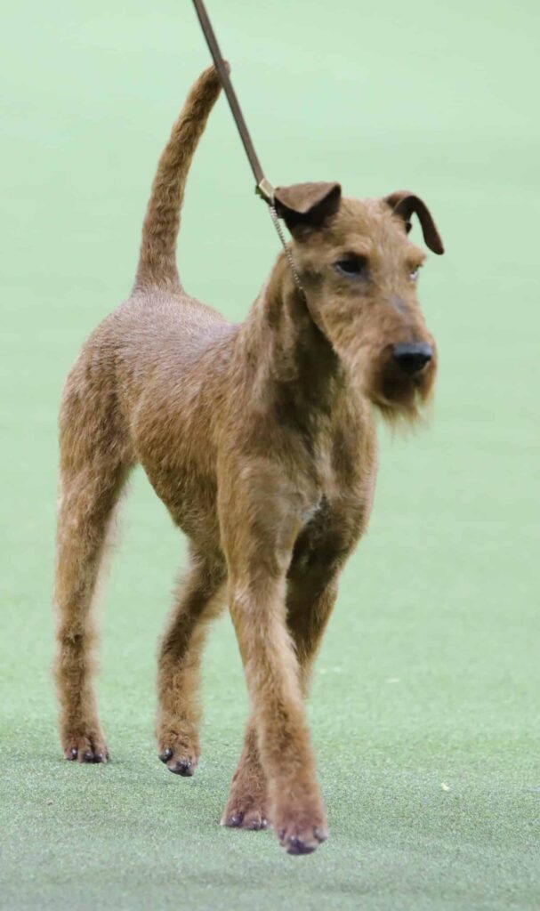 A brown Irish Terrier dog on a leash stands on green grass, looking alert with its tail raised.
