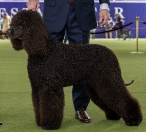 A man in a suit stands beside a large, curly-coated brown dog on a green carpet at a dog show.