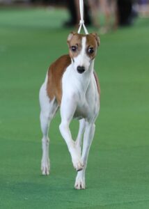 A brown and white dog with a slender build is walking on a green surface while on a leash.