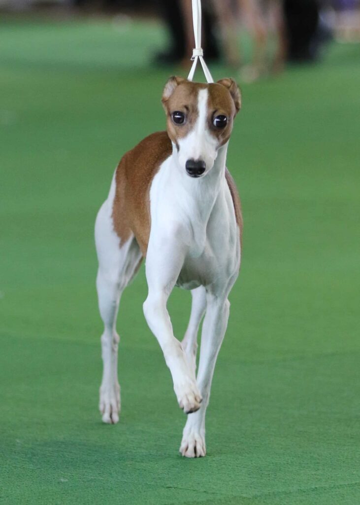 A brown and white dog with a slender build is walking on a green surface while on a leash.