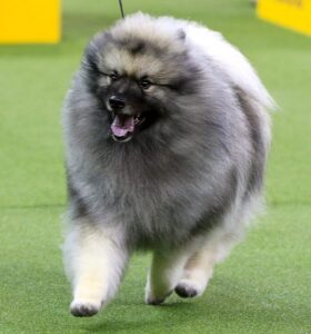 A fluffy gray and white dog with a thick coat runs on green grass, mouth open and ears perked up.