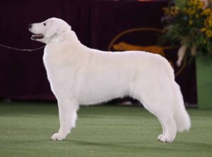 A large, white dog stands in profile on a green carpet, attached to a leash, with a purple backdrop and flowers in the background.