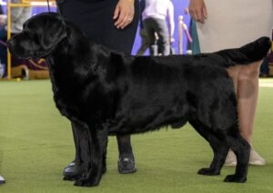 A black Labrador Retriever stands on a green carpet next to two people, partially visible, at a dog show.