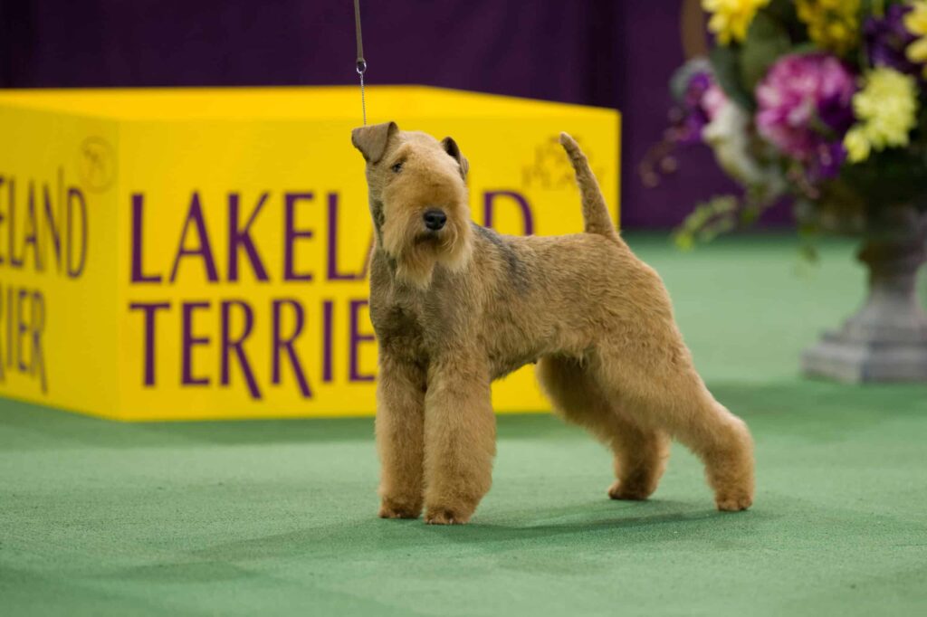 A Lakeland Terrier stands on a green carpet near a yellow "Lakeland Terrier" sign and a floral arrangement at a dog show.