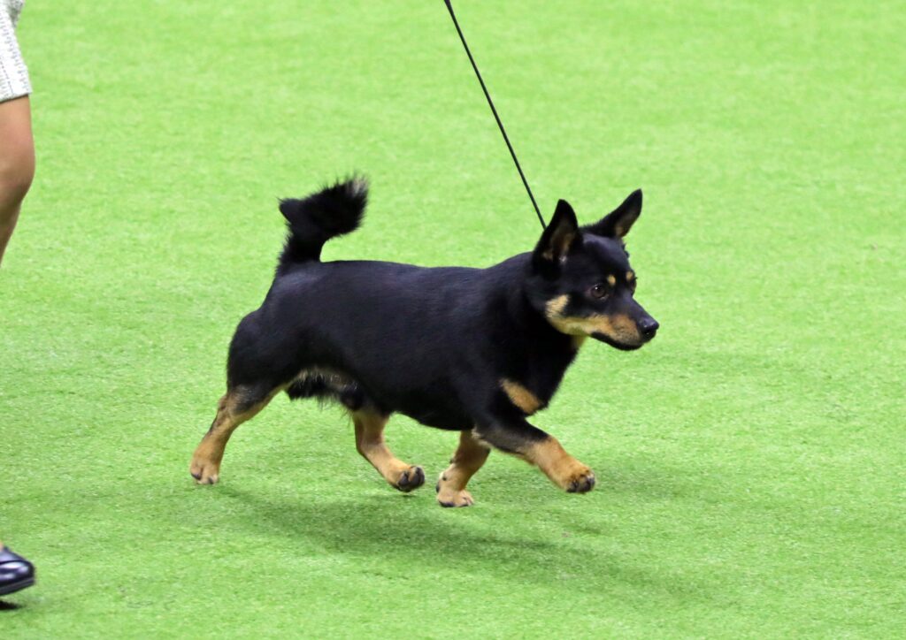 A small black and tan dog walks on a leash across a green indoor surface, with part of a person's legs visible.