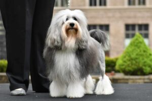 A long-haired dog with a groomed coat stands beside a person in black pants and silver shoes, outdoors near a building and greenery.