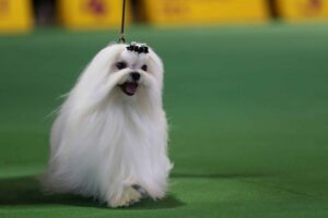 A small, long-haired white dog with a bow on its head walks on green carpet, attached to a leash. Yellow background signs are blurred.