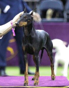 A person holds the ear of a black and tan Doberman Pinscher standing alertly on a platform at a dog show.