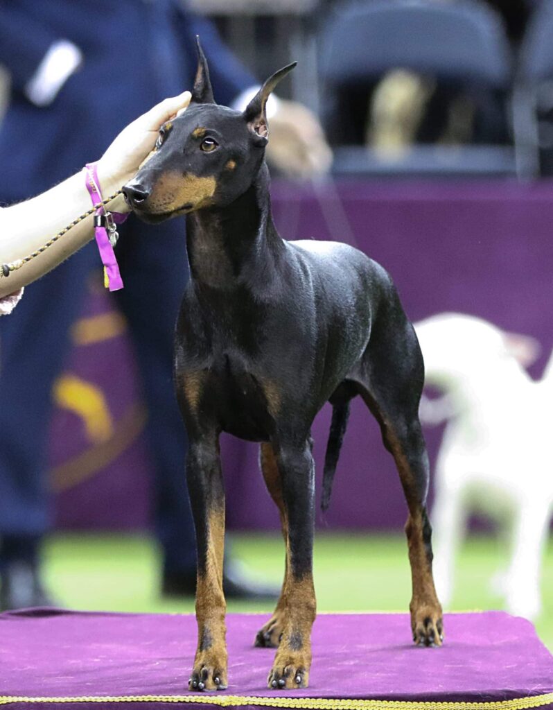 A person holds the ear of a black and tan Doberman Pinscher standing alertly on a platform at a dog show.