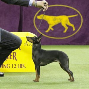 A small black and tan dog stands alert in a show pose, held by a handler, with a purple and yellow dog show banner in the background.