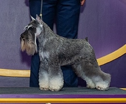 A gray and white Schnauzer dog stands on a platform with a person in blue pants behind it against a purple and yellow background.