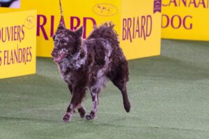 A brown and white dog runs on a green carpeted surface in front of yellow signs at a dog show.