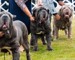 Three large Neapolitan Mastiffs stand on grass while handlers hold their collars at a dog show.