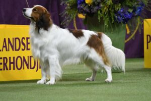 A white and brown dog with long fur stands on green turf beside a yellow sign and a floral arrangement.