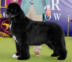 A large, black Newfoundland dog with a white patch on its chest stands on green carpet next to a handler in a suit at a dog show.
