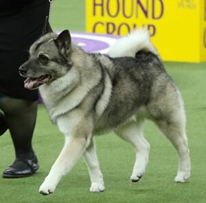 A Norwegian Elkhound with a grey and black coat walks on a leash during a dog show, with a "Hound Group" sign visible in the background.