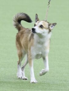 A small, brown and white dog on a leash walks on green artificial turf, looking upward and slightly to the side.