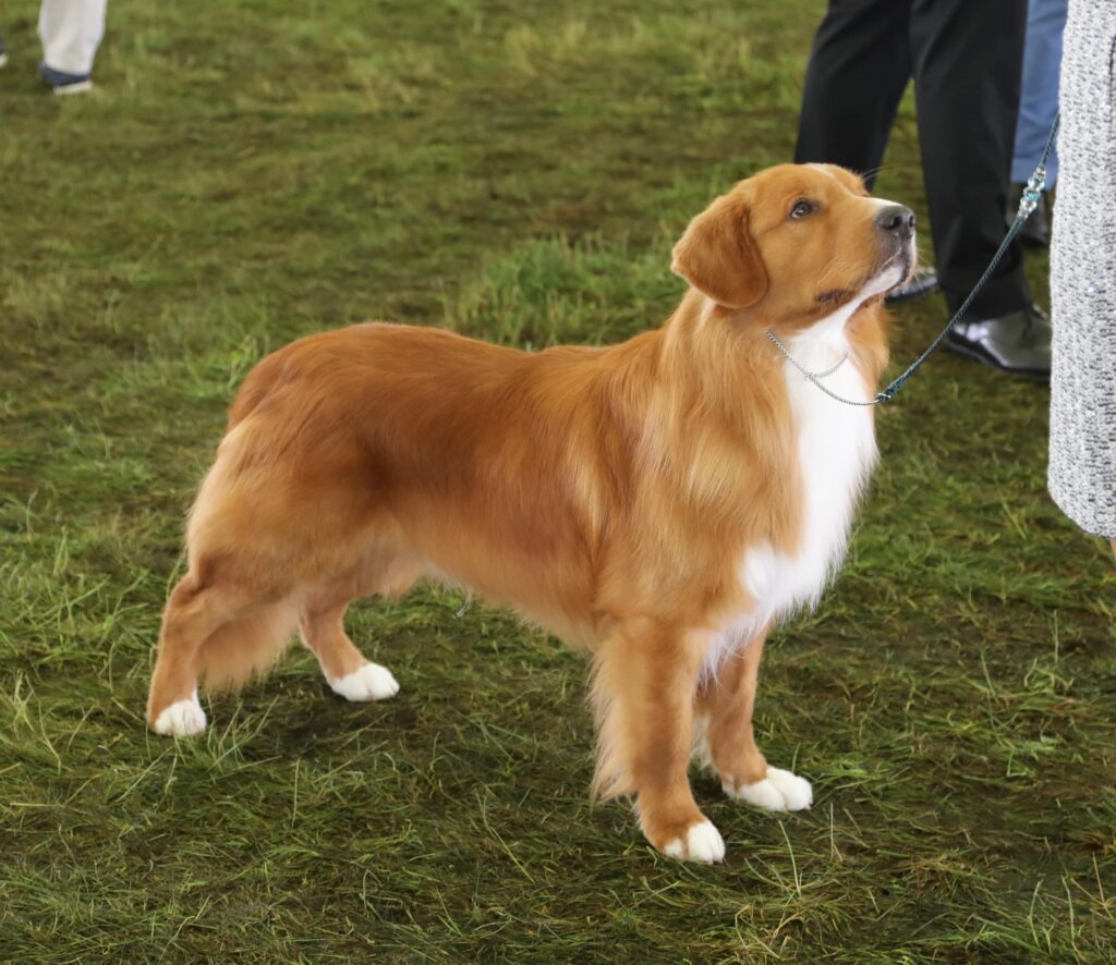 A reddish-brown dog with white markings stands alert on grass, looking up at a person holding its leash during an event.