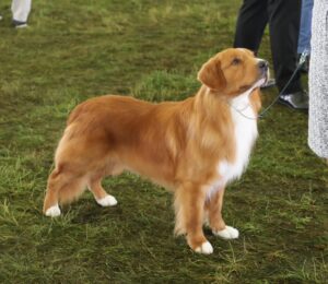 A reddish-brown dog with white markings stands alert on grass, looking up at a person holding its leash during an event.