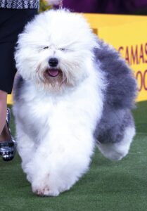 An Old English Sheepdog with a fluffy white and gray coat walks on green turf at a dog show, led by a handler in a black skirt and shiny shoes.