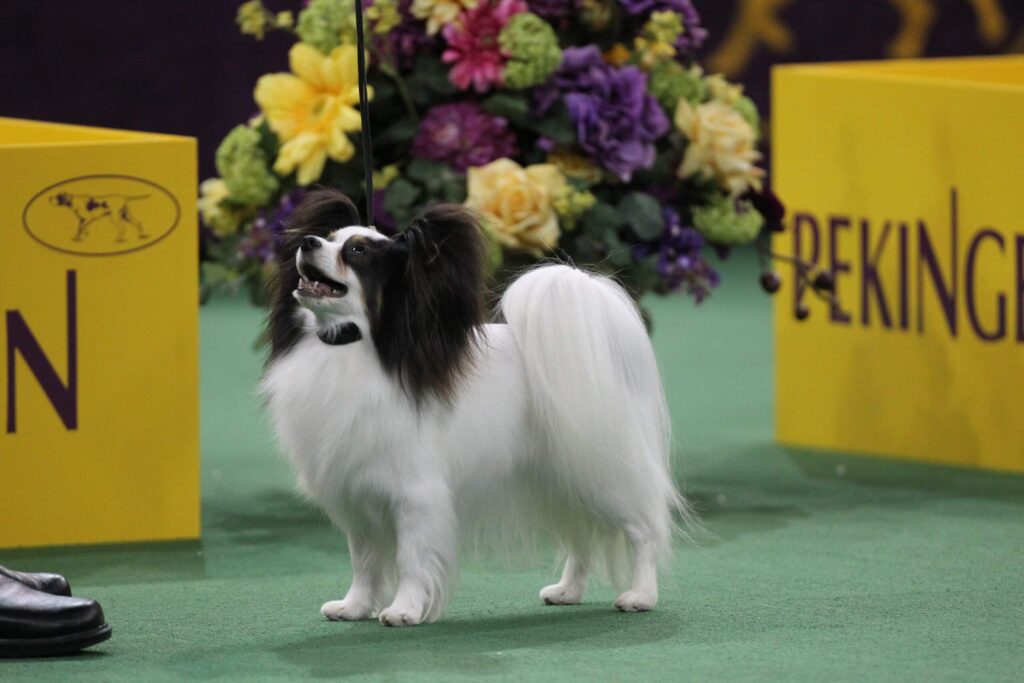 A Papillon dog stands on green turf at a dog show, looking up. Yellow signs and a bouquet of flowers are visible in the background.