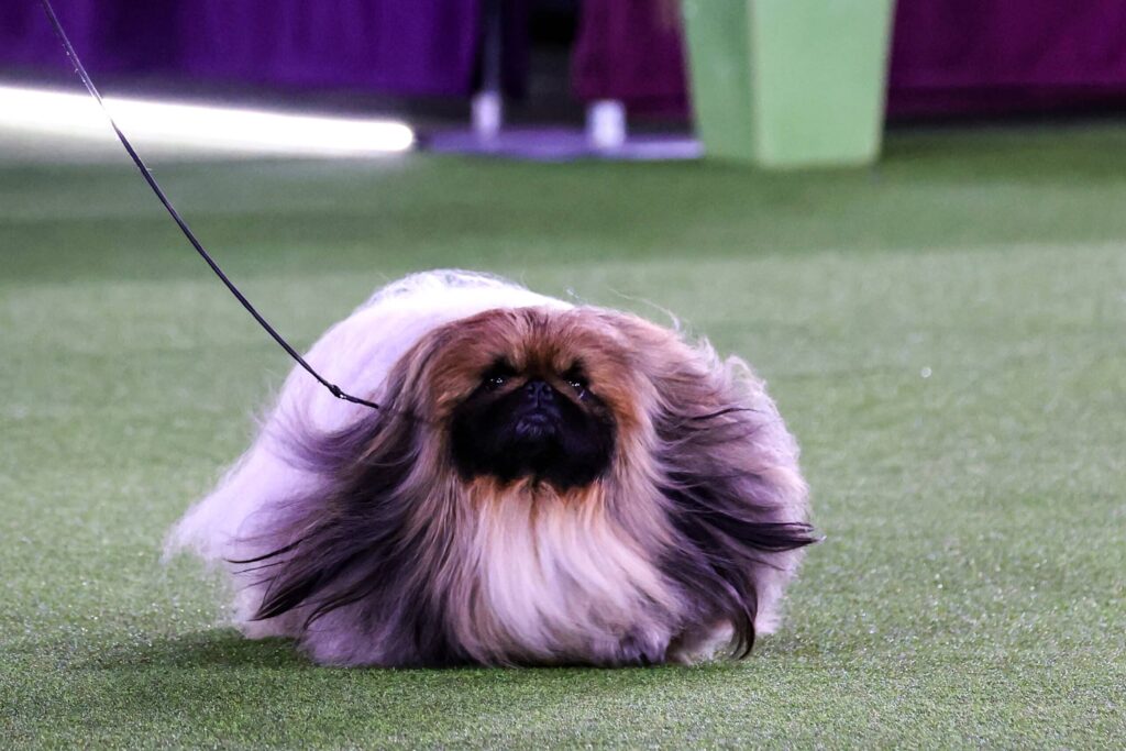 A Pekingese dog with long, flowing fur walks on a leash across a green show ring.