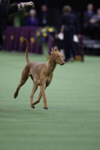 A tan dog with pointed ears trots on a leash in a show ring, guided by a handler.