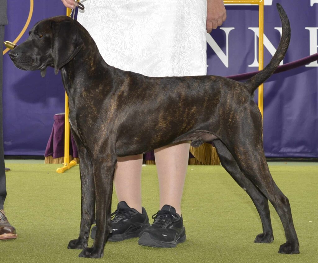 A dark brindle dog stands on green carpet next to a person dressed in a white skirt and black sneakers at a show event.