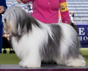 A long-haired, black and white dog standing on a platform at a dog show, beside a person in a pink jacket.