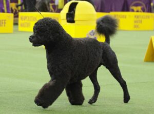 A curly-coated black dog walks on a leash in a show ring with yellow signs and equipment in the background.