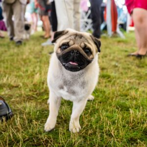 A pug on a leash stands on grass at an outdoor event, surrounded by people.