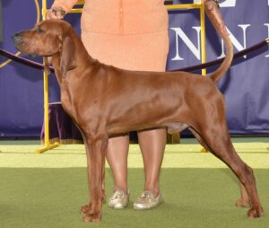 A reddish-brown dog with a short coat stands on grass beside a person in a peach outfit and gold shoes at a dog show.