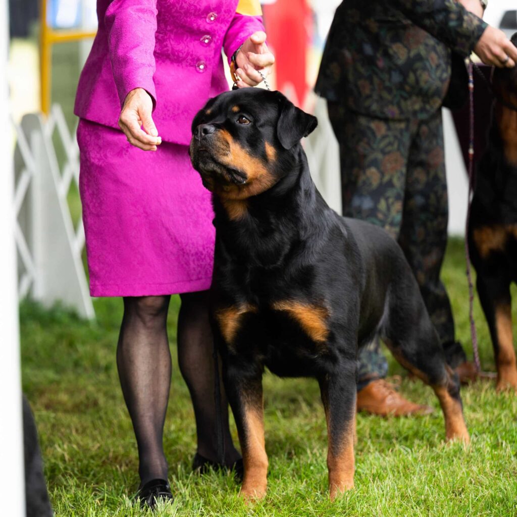 A Rottweiler stands alert on grass while being shown by a handler in a bright pink suit at a dog show.