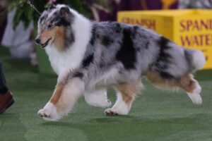 A Rough Collie with a blue merle coat trots in a dog show ring on green turf, with a yellow sign in the background.