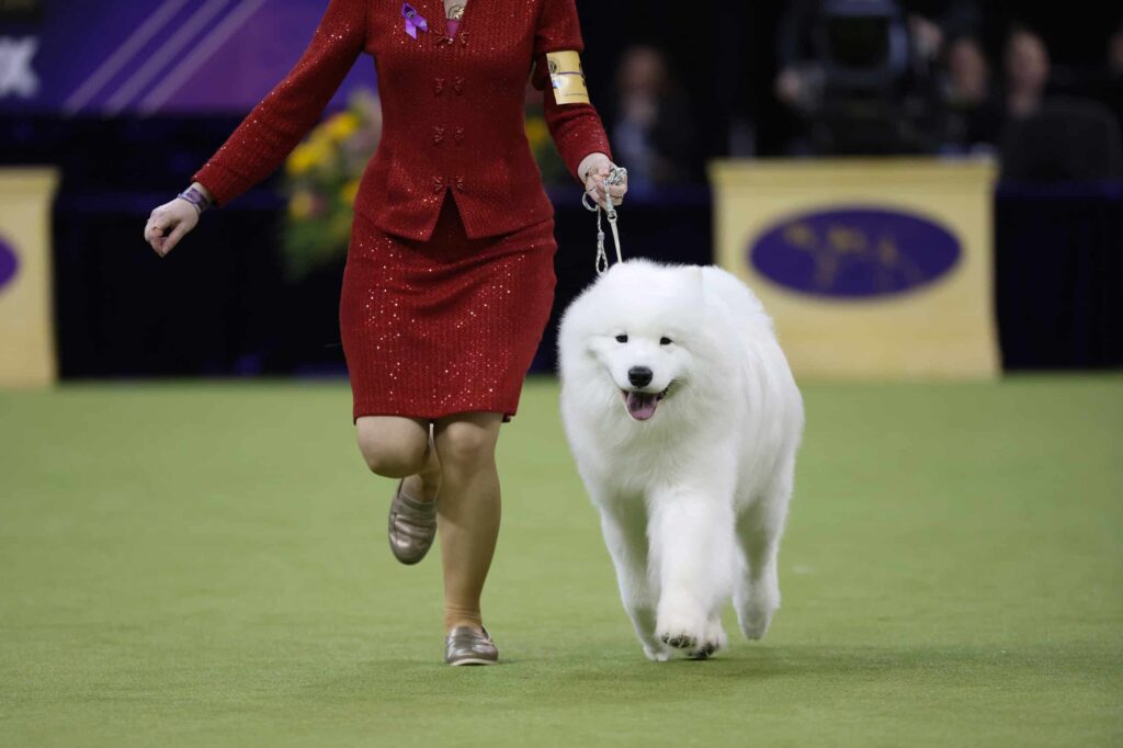 A person in a red suit leads a fluffy white dog on a leash across a green show ring during a dog competition.