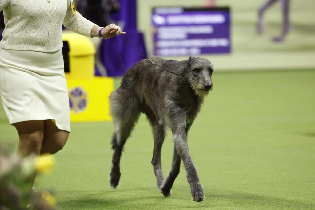 A person in a cream outfit leads a wire-haired grey dog on a leash across a green carpet at a dog show.
