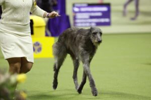 A person in a cream outfit leads a wire-haired grey dog on a leash across a green carpet at a dog show.