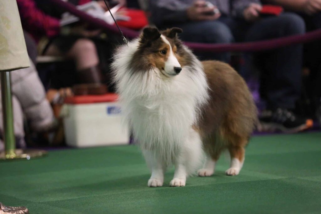 A Shetland Sheepdog stands on green carpet, leashed, at an indoor event with people seated in the background.