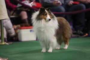 A Shetland Sheepdog stands on green carpet, leashed, at an indoor event with people seated in the background.