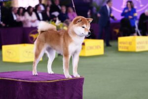A Shiba Inu stands on a purple platform at a dog show, with people and yellow signs visible in the background.
