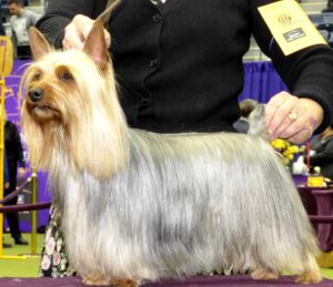 A silky terrier with straight, long, gray and tan fur stands on a table at a dog show, handled by a person in black.